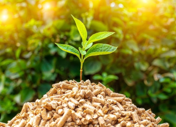 Biomasa – v letu 2023 predvidena nabava